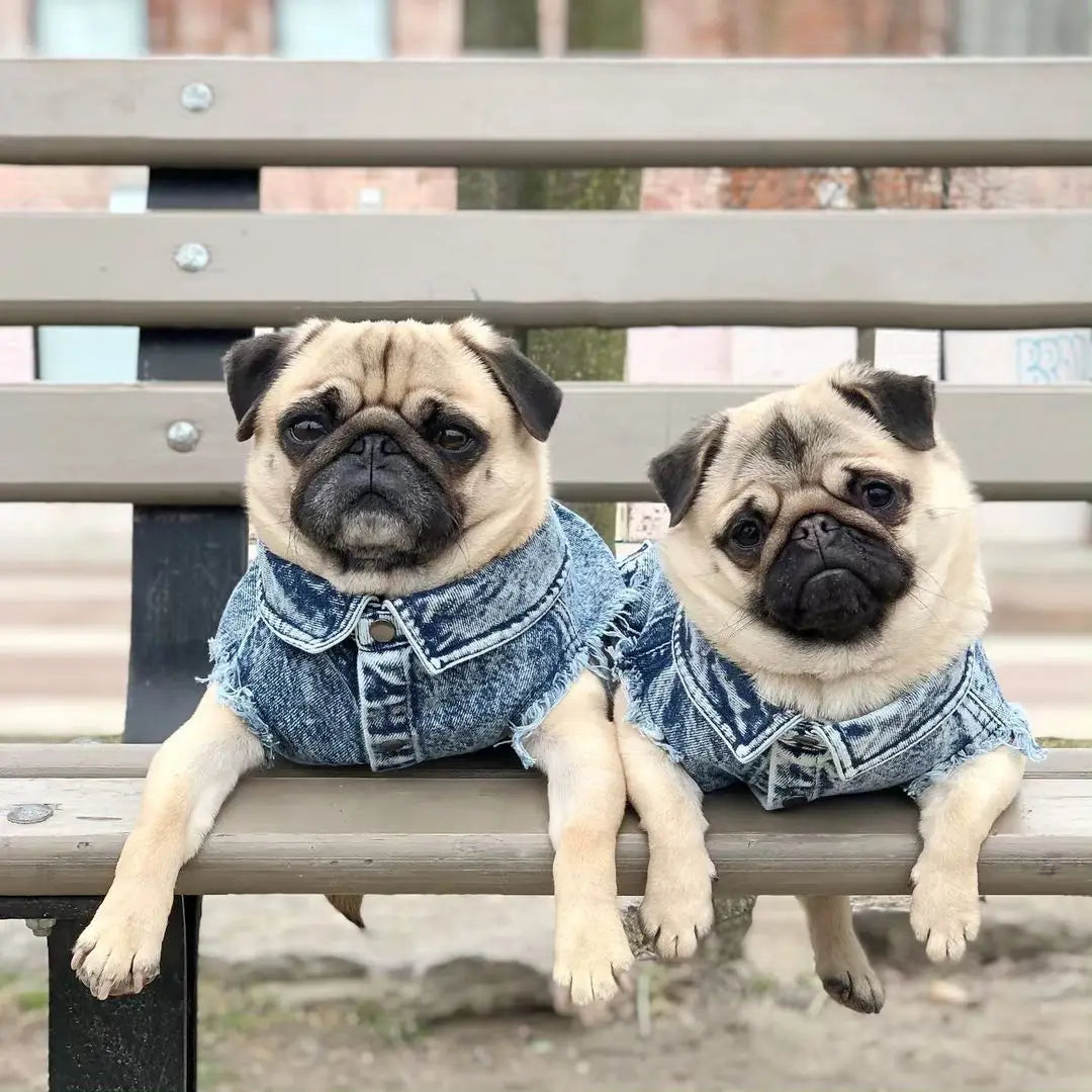 Denim Dog Jacket with Stylish Holes for All Seasons - Smarsty