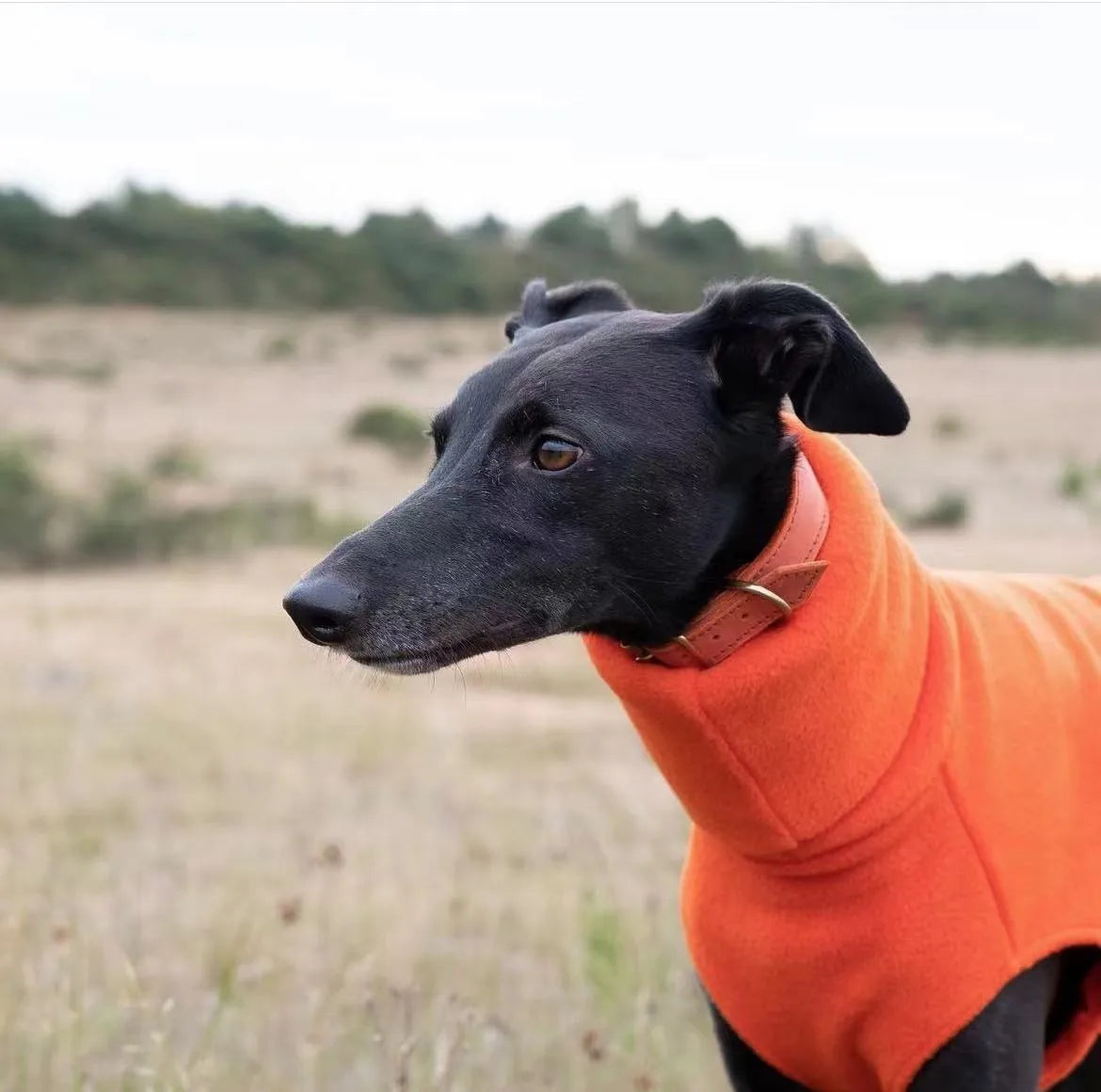 Winter Fleece Dog Vest for Italian Greyhounds - Smarsty