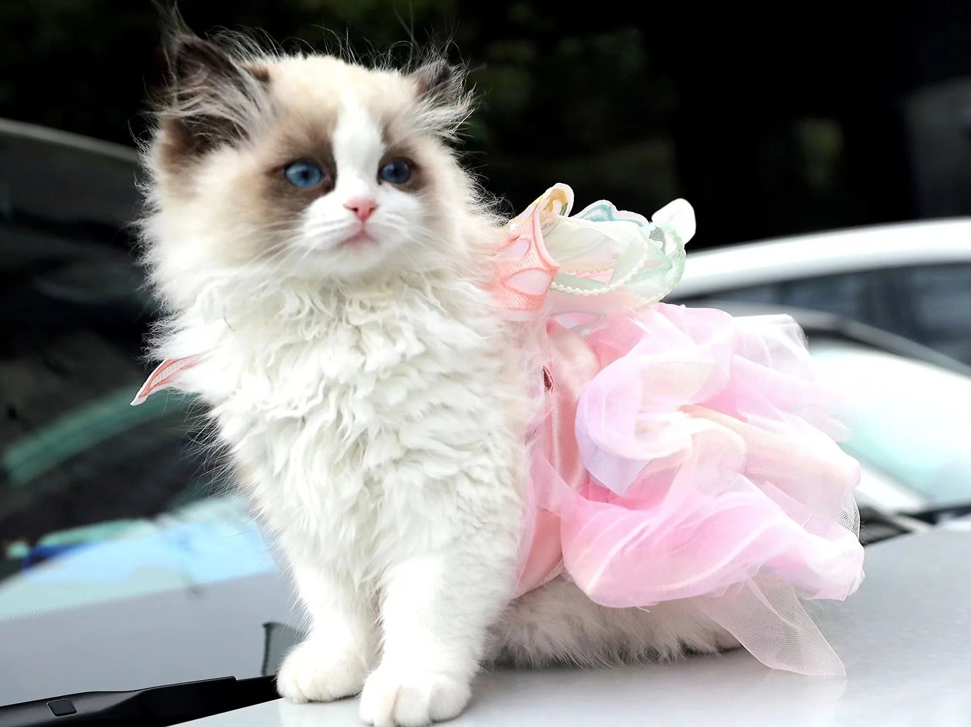 Princess Style Lace Skirt Dog Cat Dress - Smarsty