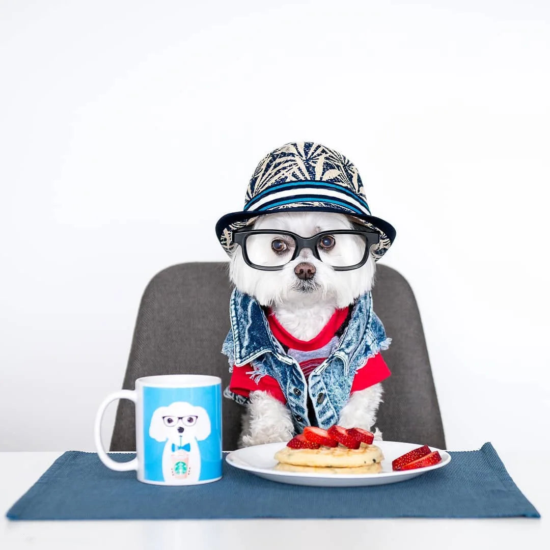 Denim Dog Jacket with Stylish Holes for All Seasons - Smarsty