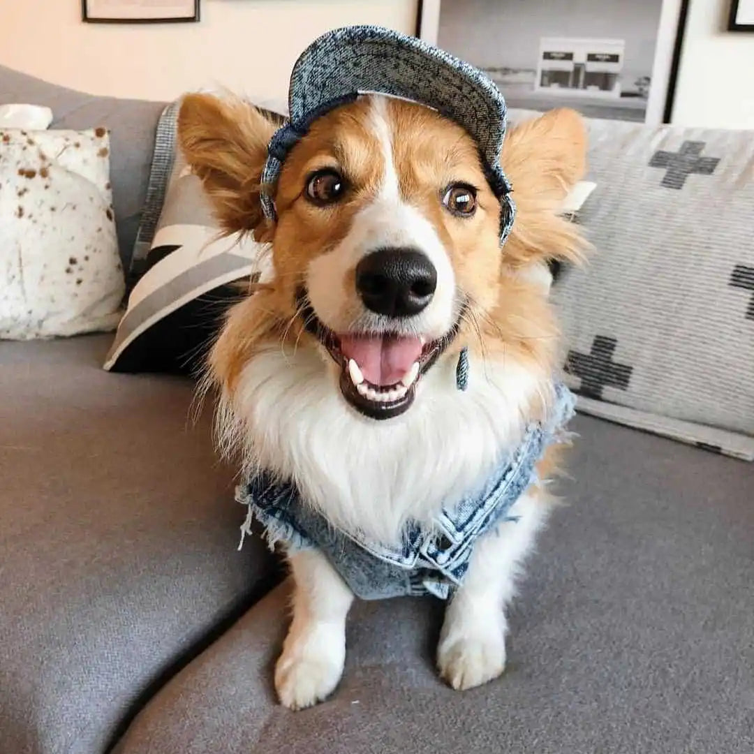Denim Dog Jacket with Stylish Holes for All Seasons - Smarsty