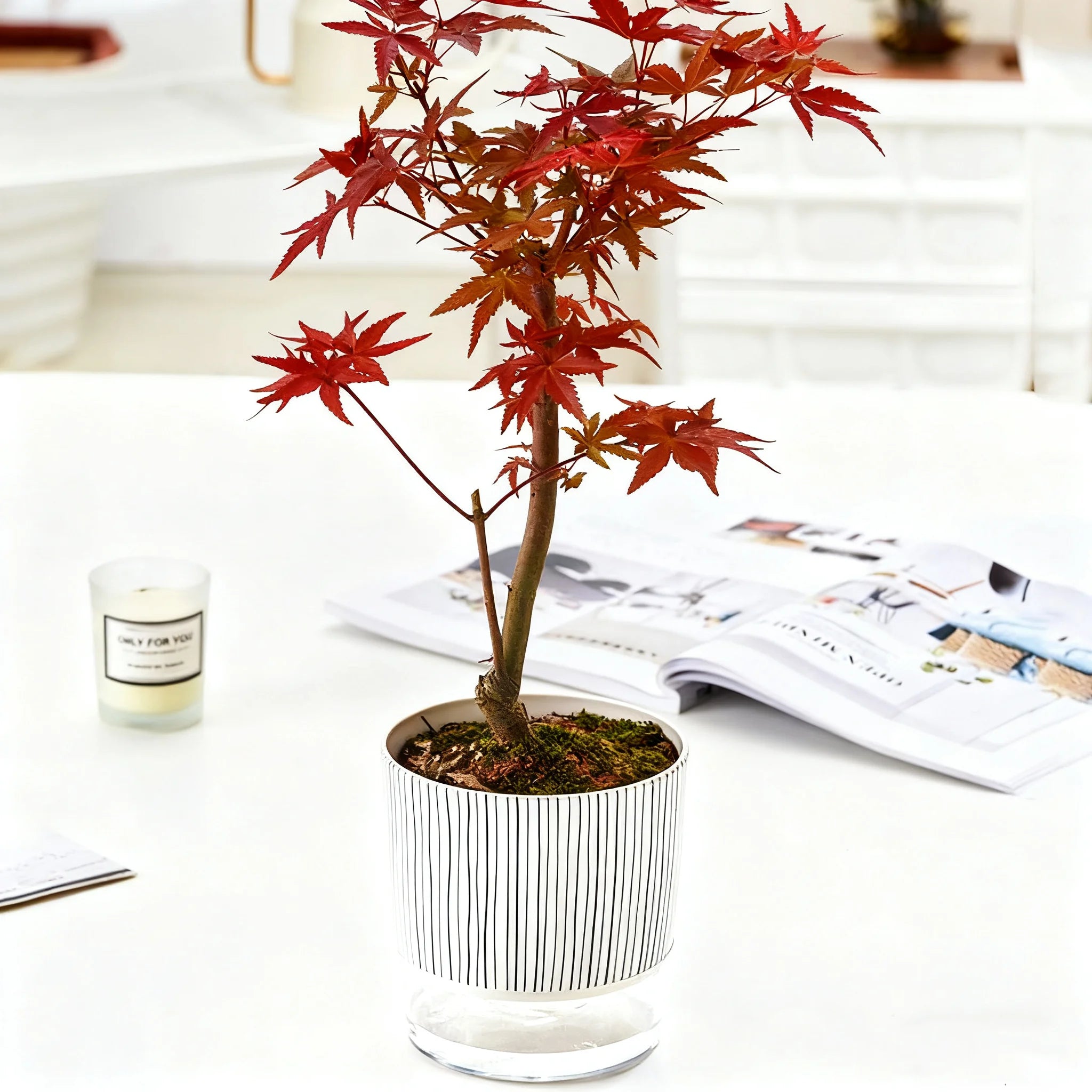 Self-watering Flower Pot Lazy Automatic Hydroponics Plants Pot Cotton Rope Watering Succulent Potted Planters Home Office Decor