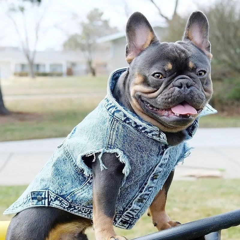 Denim Dog Jacket with Stylish Holes for All Seasons - Smarsty