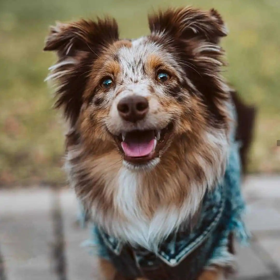 Denim Dog Jacket with Stylish Holes for All Seasons - Smarsty