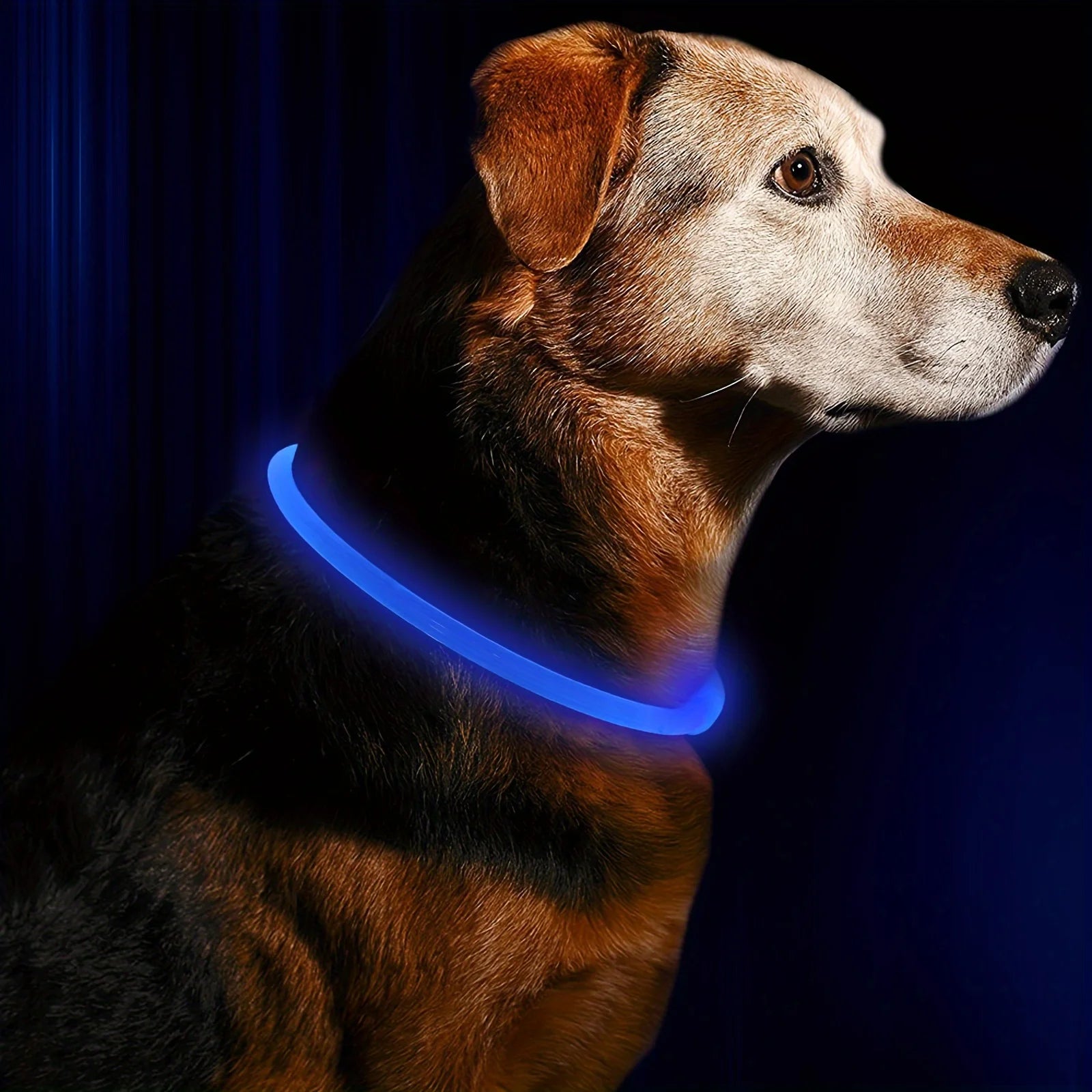 USB Rechargeable LED Dog Collar for Safety - Smarsty