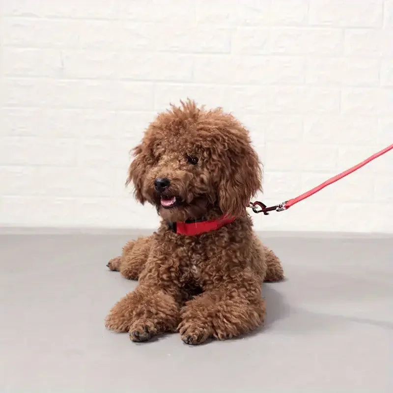 Nylon LED Dog Leash for Night Safety - Smarsty