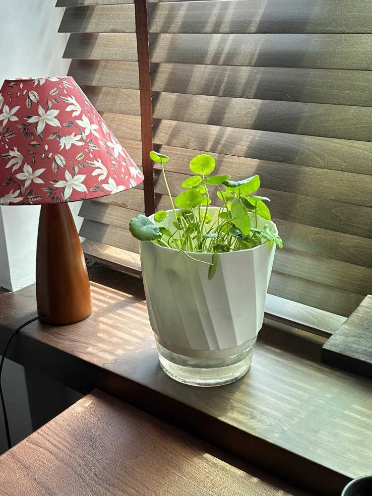 Lazy Hydroponic Flower Pot Automatic Water-Absorbing Flowerpot Transparent Double Layer Plastic Self Watering Planter Office