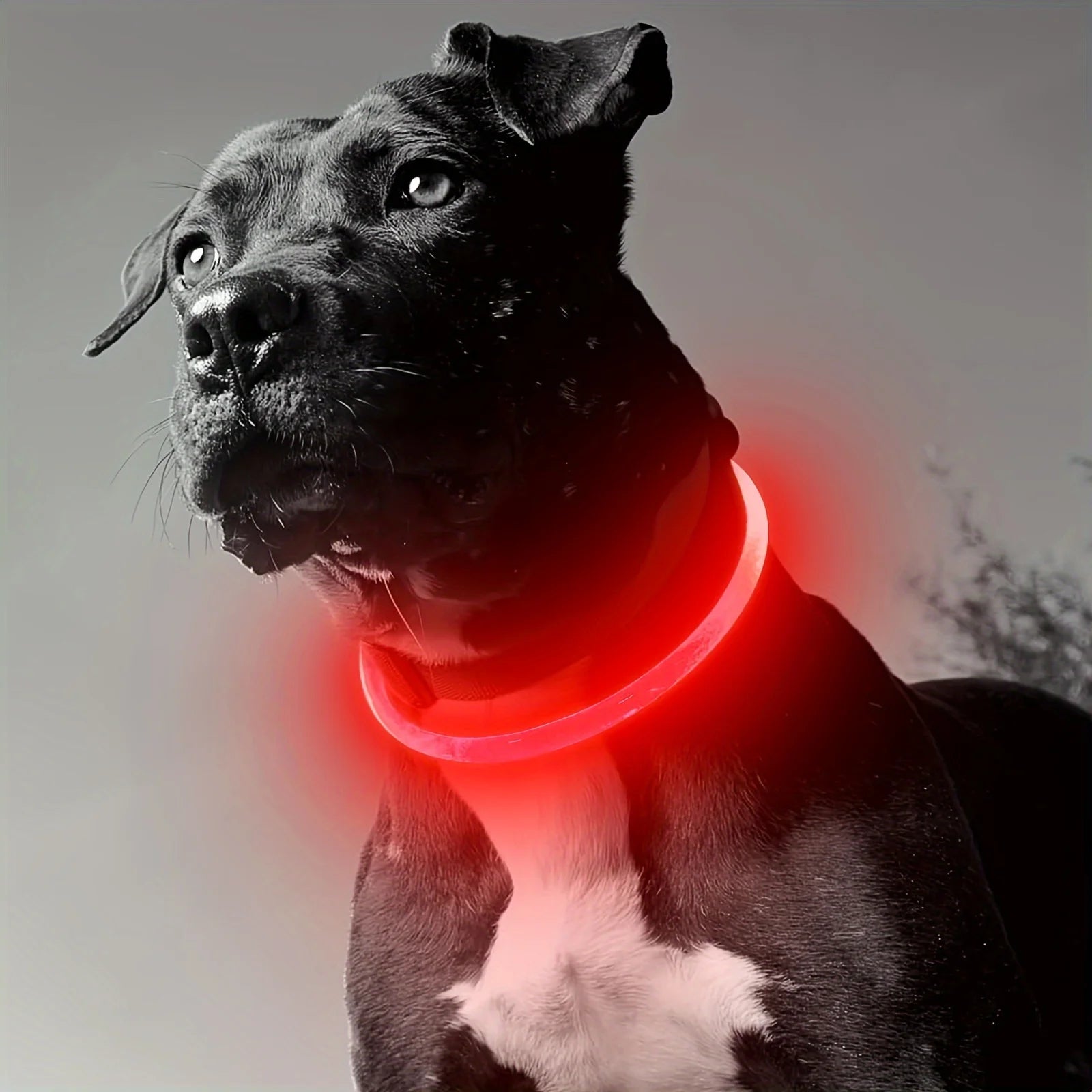 USB Rechargeable LED Dog Collar for Safety - Smarsty