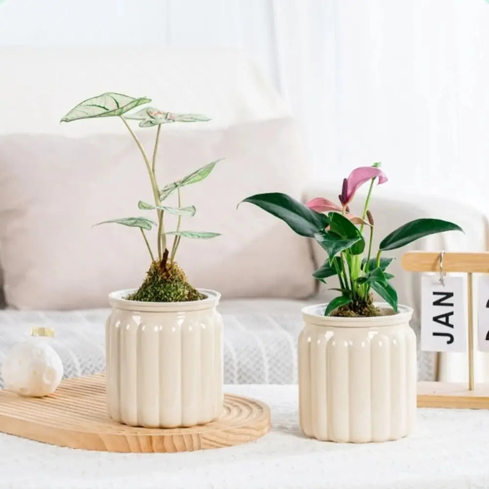 New Self Watering Hydroponic Plants Pot Plastic Removable Mini Succulent Planter Tabletop Vase Office Bonsai Decor