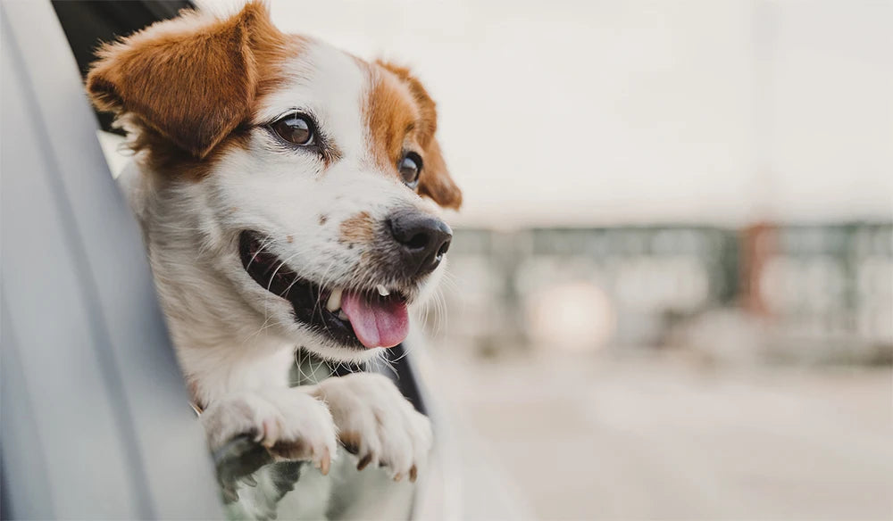 Petravel Waterproof Dog Car Seat Cover Protector - Smarsty