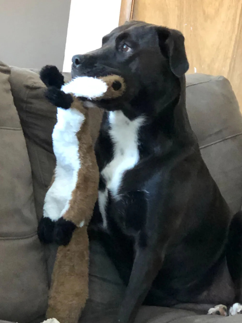 Durable Stuffingless Plush Squeaky Dog Toy - Smarsty