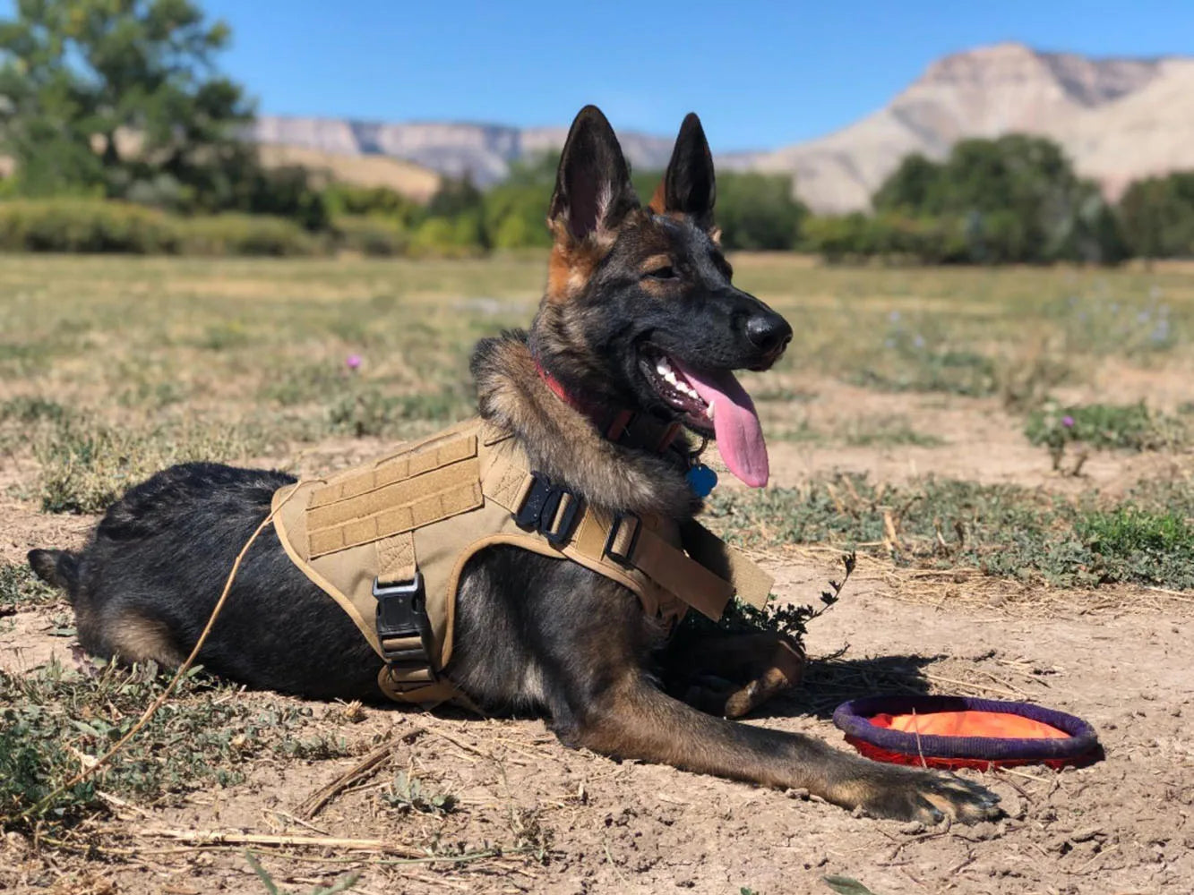 Military Dog Harness for Training and Comfort - Smarsty