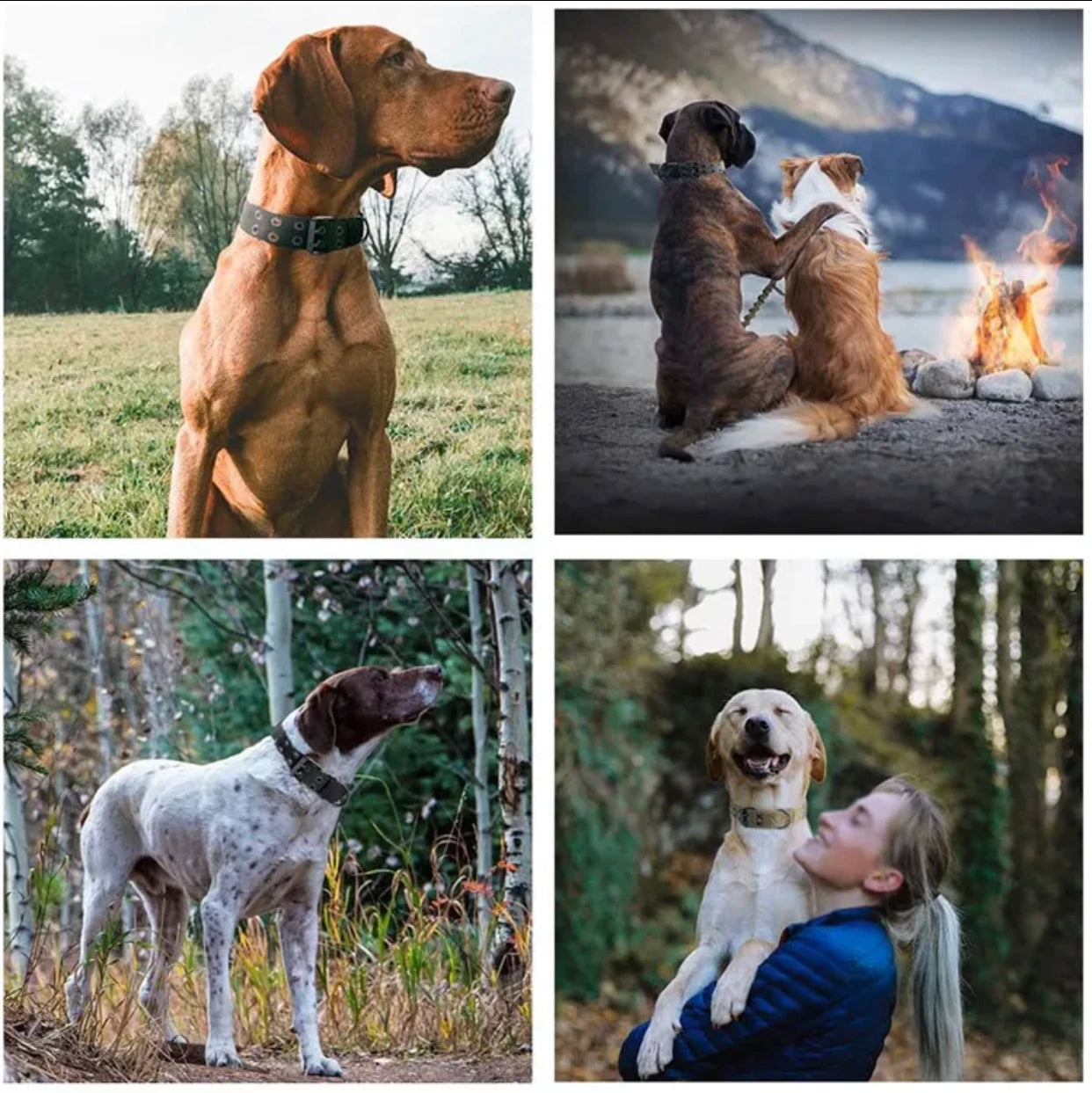 Adjustable Reflective Dog Collar for Training and Safety - Smarsty