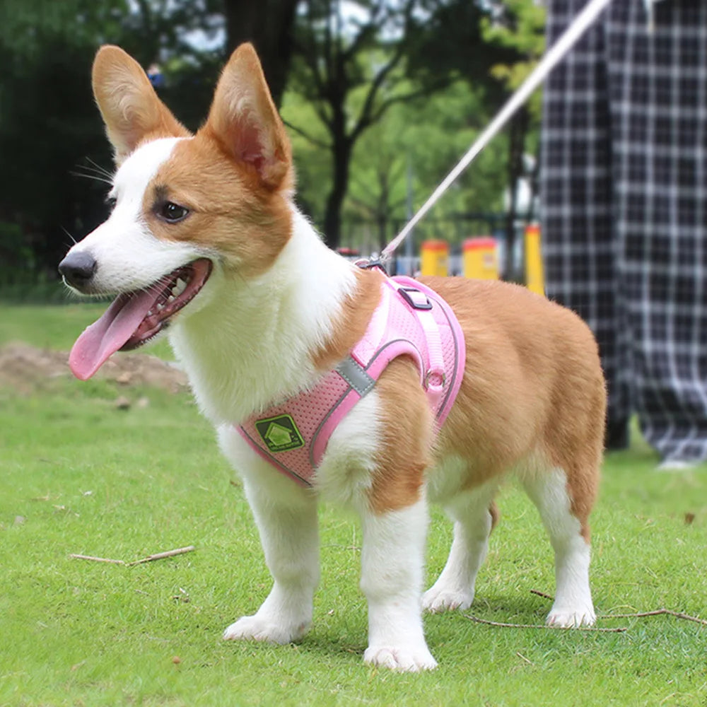 Reflective Dog Harness and Leash Set for Safety - Smarsty