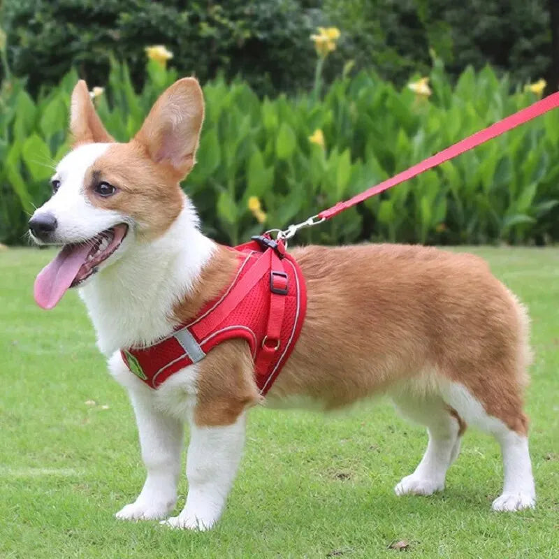 Reflective Dog Harness and Leash Set for Safety - Smarsty