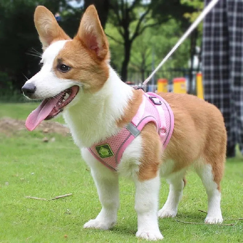 Reflective Dog Harness and Leash Set for Safety - Smarsty