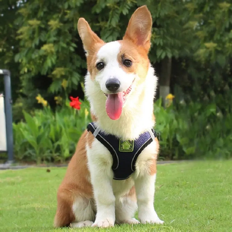 Reflective Dog Harness and Leash Set for Safety - Smarsty