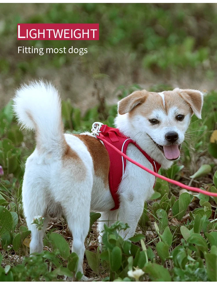 Adjustable Reflective Dog Harness Leash Set for Small Dogs - Smarsty