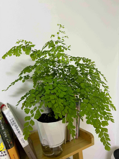 Lazy Hydroponic Flower Pot Automatic Water-Absorbing Flowerpot Transparent Double Layer Plastic Self Watering Planter Office