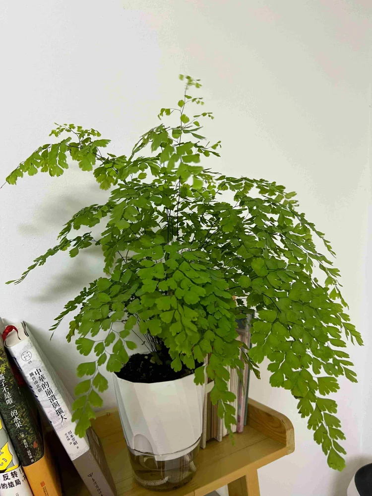 Lazy Hydroponic Flower Pot Automatic Water-Absorbing Flowerpot Transparent Double Layer Plastic Self Watering Planter Office