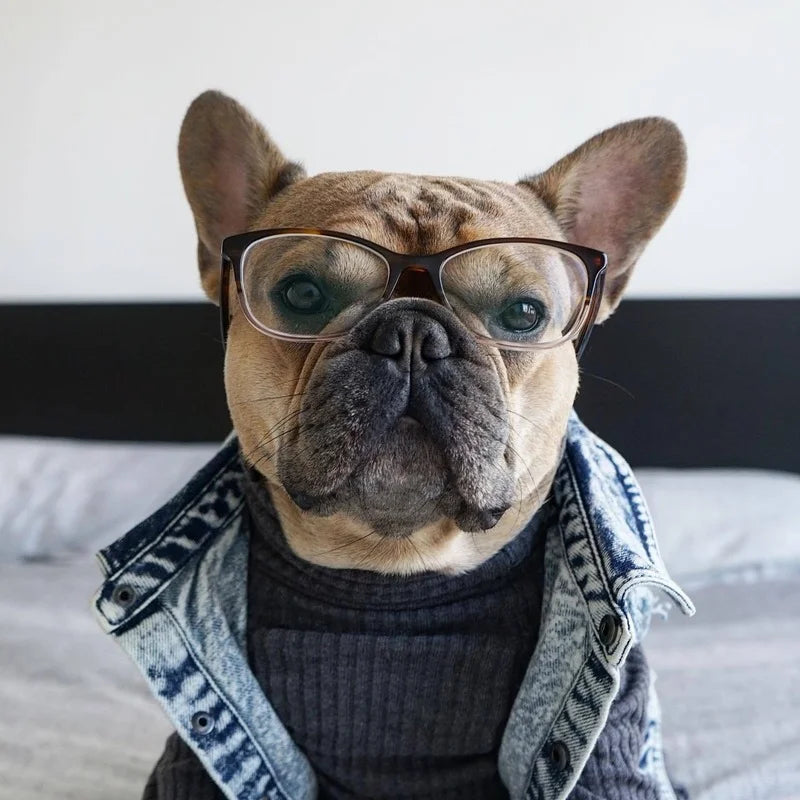 Denim Dog Jacket with Stylish Holes for All Seasons - Smarsty