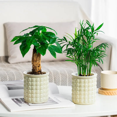 New Self Watering Hydroponic Plants Pot Plastic Removable Mini Succulent Planter Tabletop Vase Office Bonsai Decor