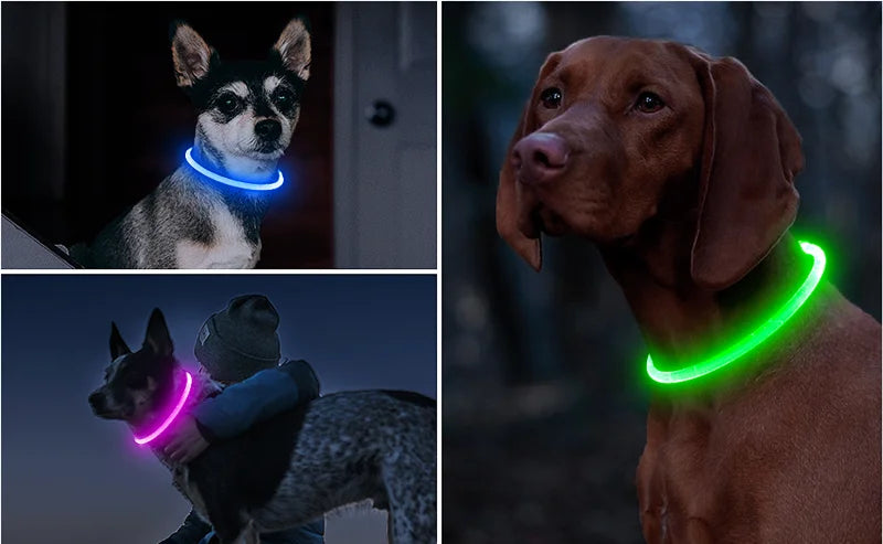 LED USB Dog Collar for Night Safety and Visibility - Smarsty