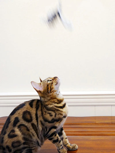 Cat Teaser Stick With Bell and Feather Fun - Smarsty