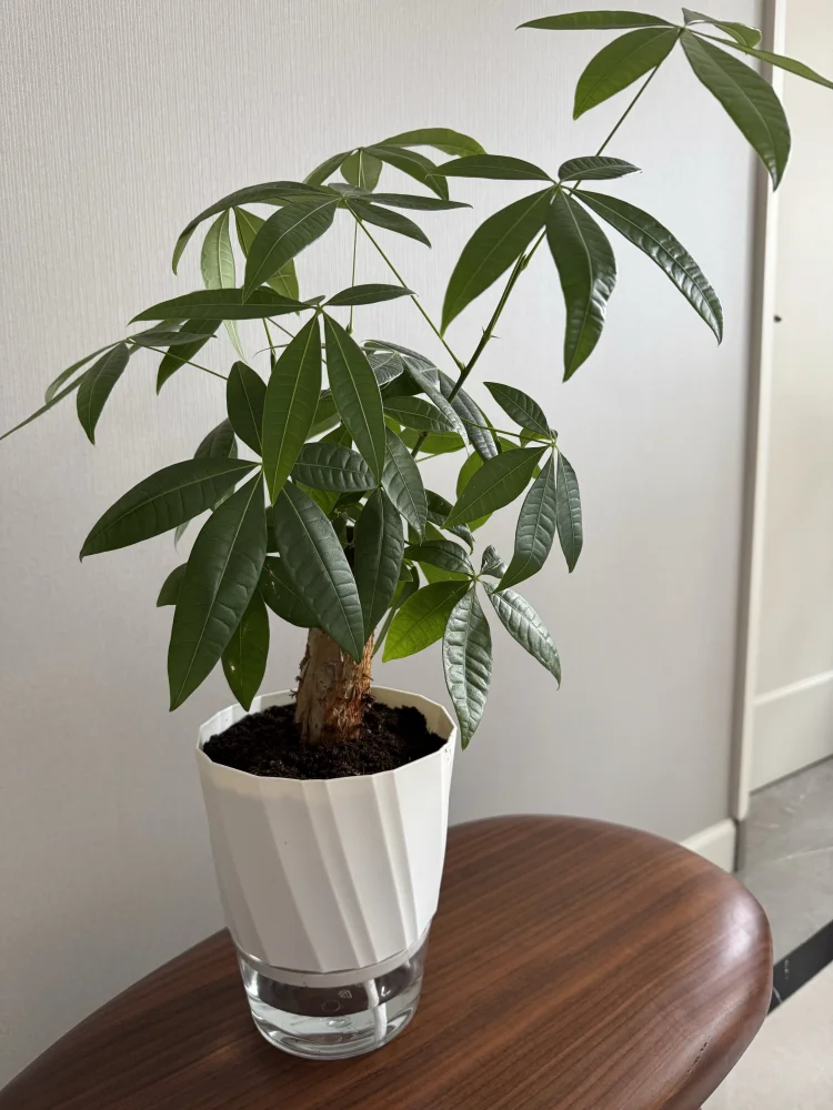 Lazy Hydroponic Flower Pot Automatic Water-Absorbing Flowerpot Transparent Double Layer Plastic Self Watering Planter Office