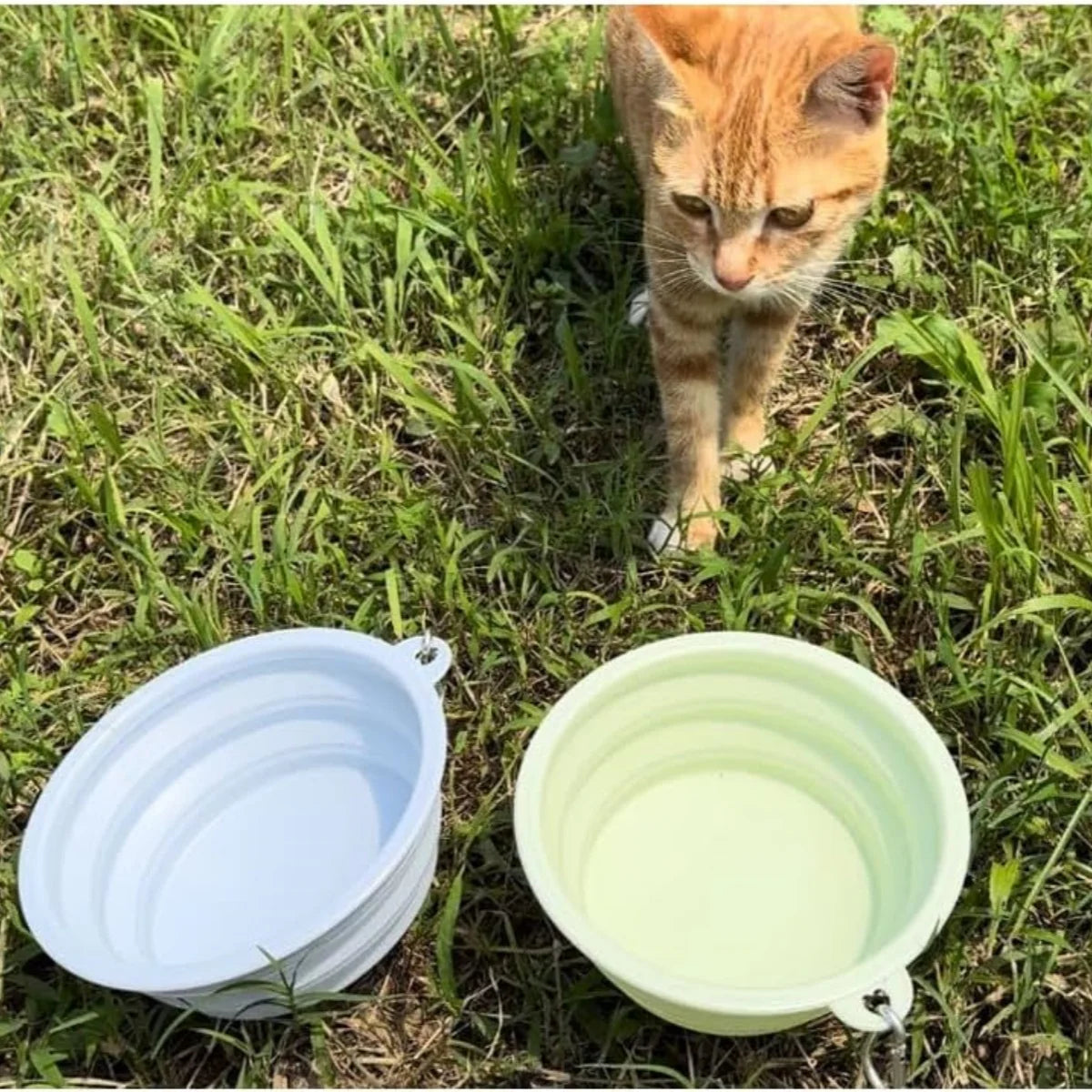 Collapsible Silicone Dog Bowls for Travel and Camping - Smarsty