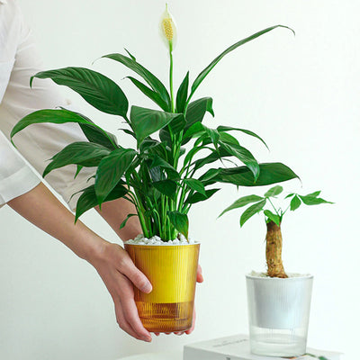 Water-Absorbing Plant Flower Pots Modern Style Transparent Plants Flowers Pots for Garden Enthusiast Lover Gift