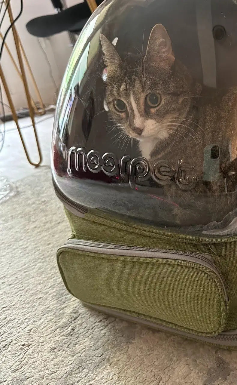 Transparent Folding Pet Carrier Backpack for Travel - Smarsty