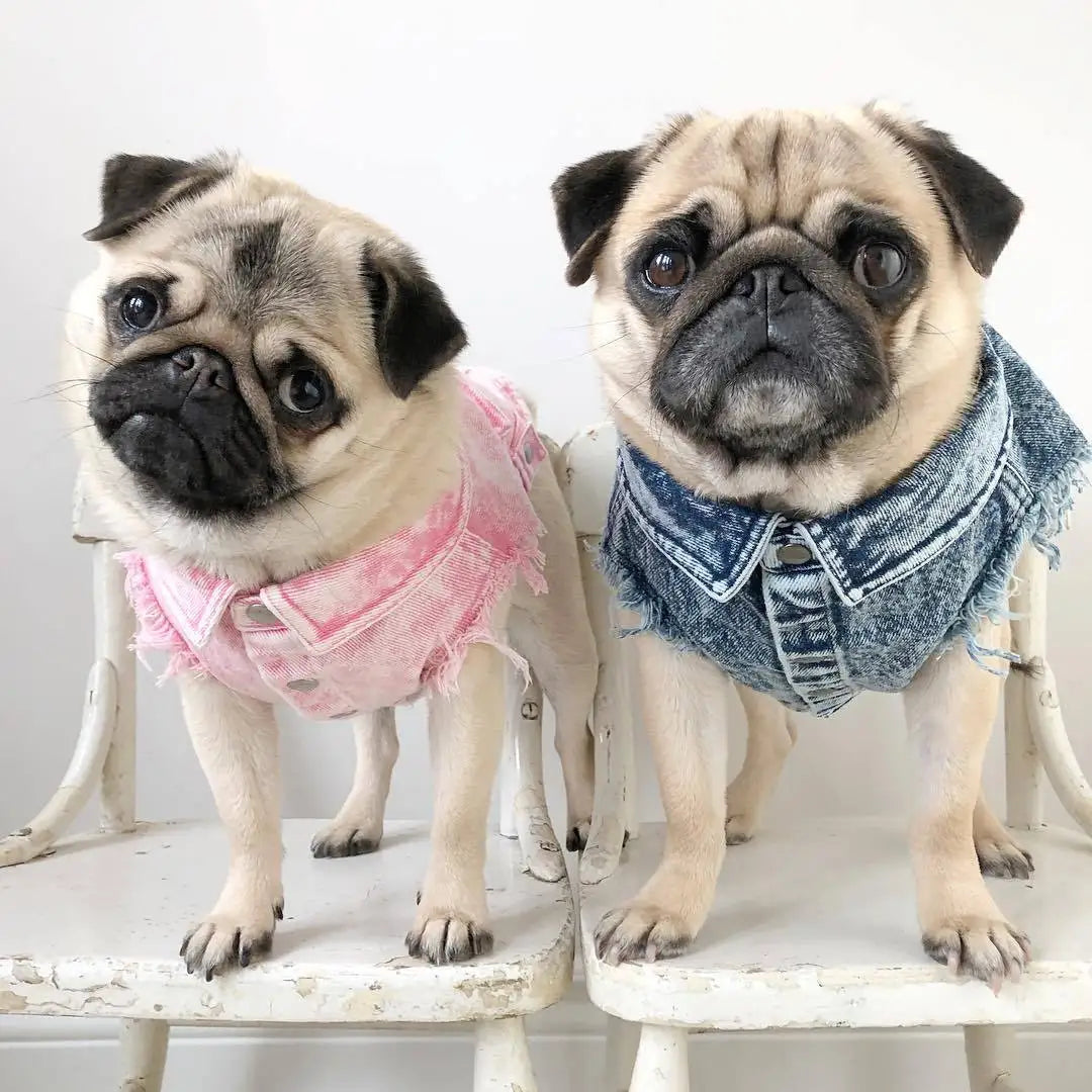 Denim Dog Jacket with Stylish Holes for All Seasons - Smarsty