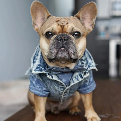 Denim Dog Jacket with Stylish Holes for All Seasons - Smarsty