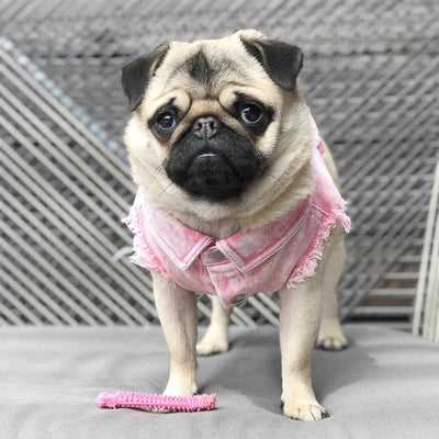 Denim Dog Jacket with Stylish Holes for All Seasons - Smarsty