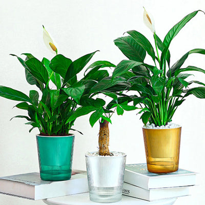 Water-Absorbing Plant Flower Pots Modern Style Transparent Plants Flowers Pots for Garden Enthusiast Lover Gift