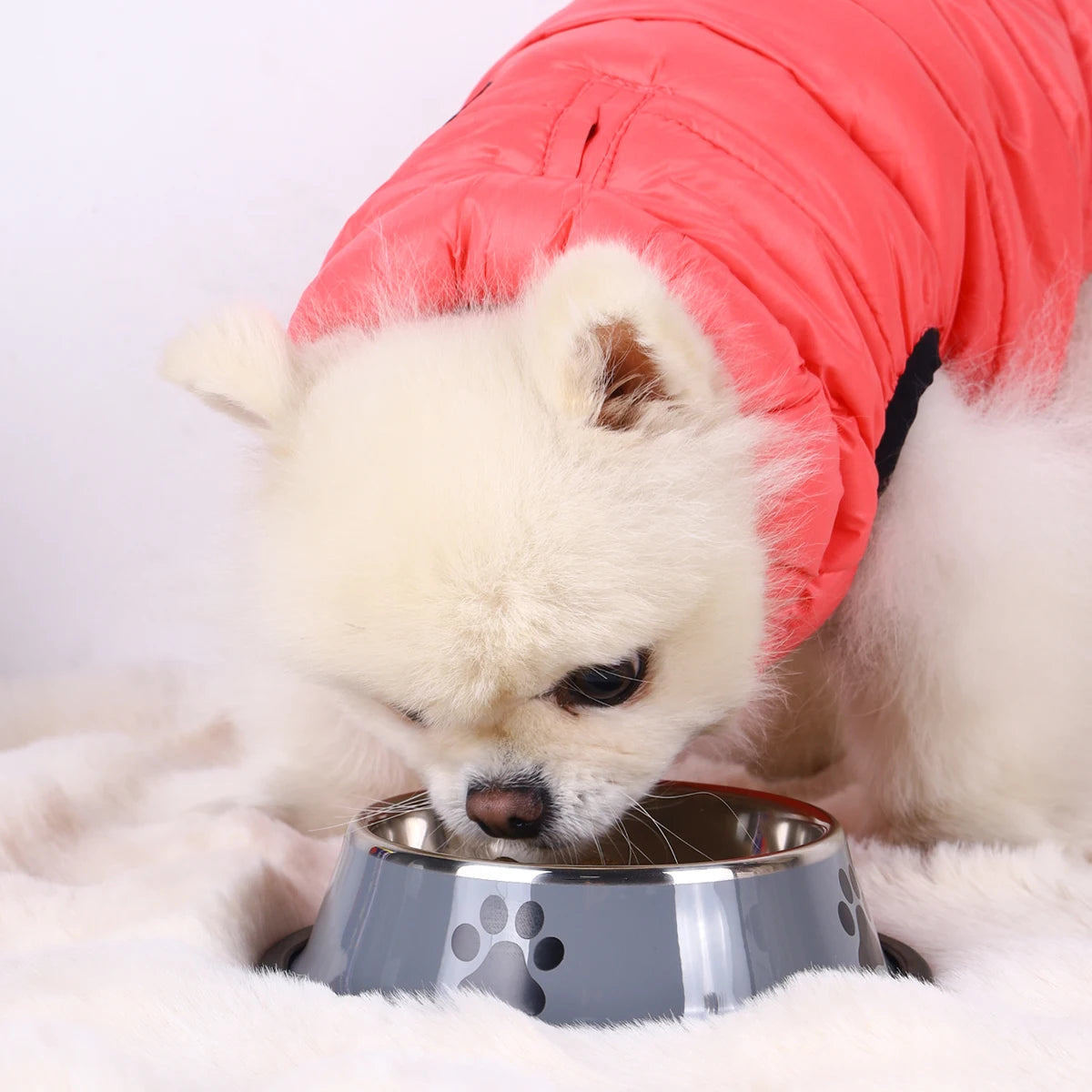 Stainless Steel Dog and Cat Food Bowl Anti-Fall Design - Smarsty