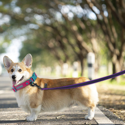 Durable Dual Color Dog Leash for Easy Training - Smarsty