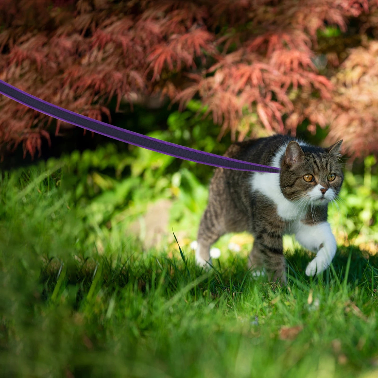 Durable Dual Color Dog Leash for Easy Training - Smarsty