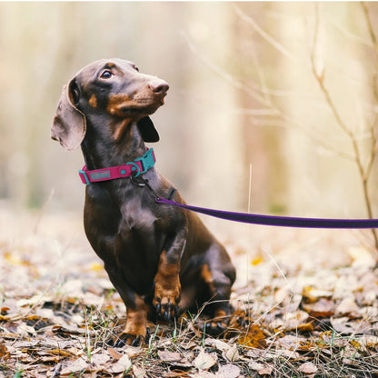 Durable Dual Color Dog Leash for Easy Training - Smarsty