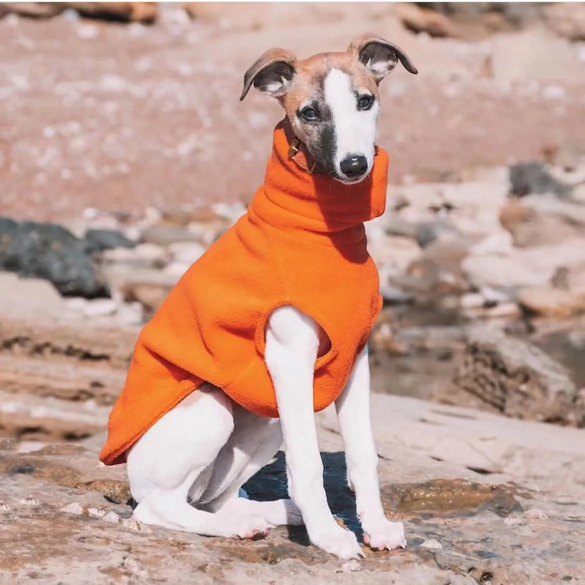 Winter Fleece Dog Vest for Italian Greyhounds - Smarsty