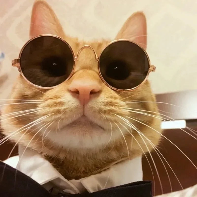 Cute Cat Glasses Multi-Color Pet Sunglasses Accessories - Smarsty