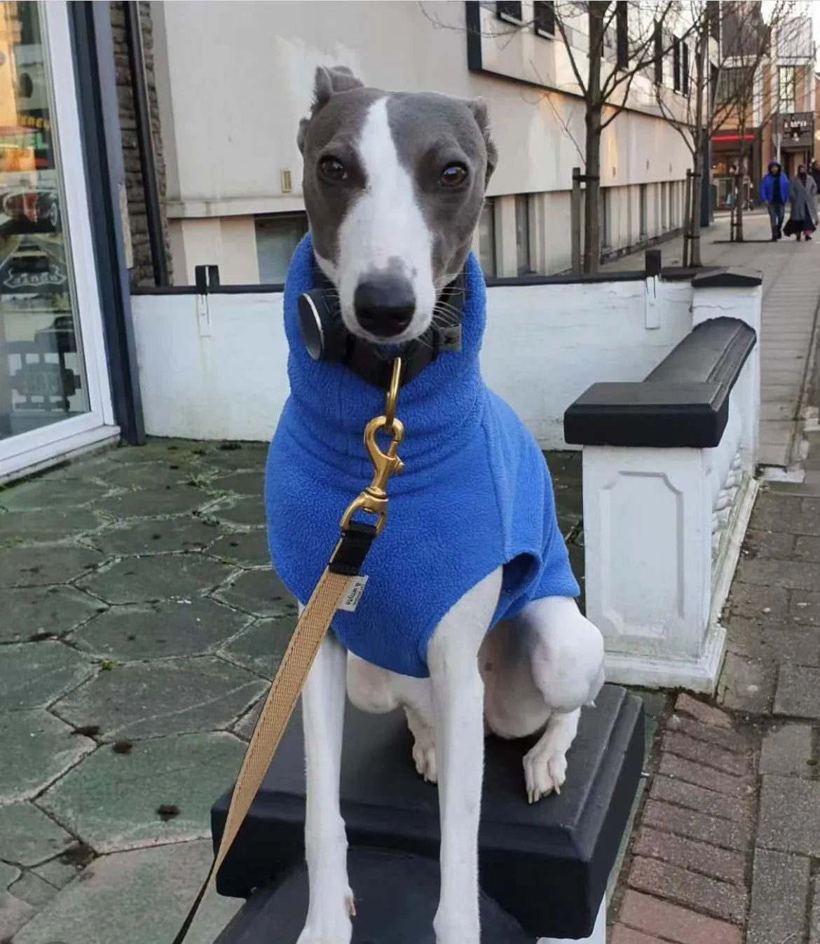 Winter Fleece Dog Vest for Italian Greyhounds - Smarsty