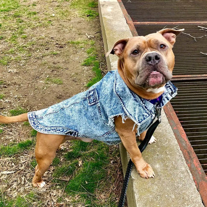 Denim Dog Jacket with Stylish Holes for All Seasons - Smarsty