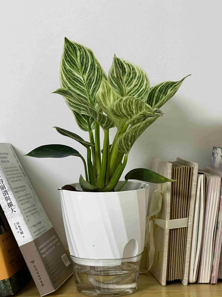 Lazy Hydroponic Flower Pot Automatic Water-Absorbing Flowerpot Transparent Double Layer Plastic Self Watering Planter Office