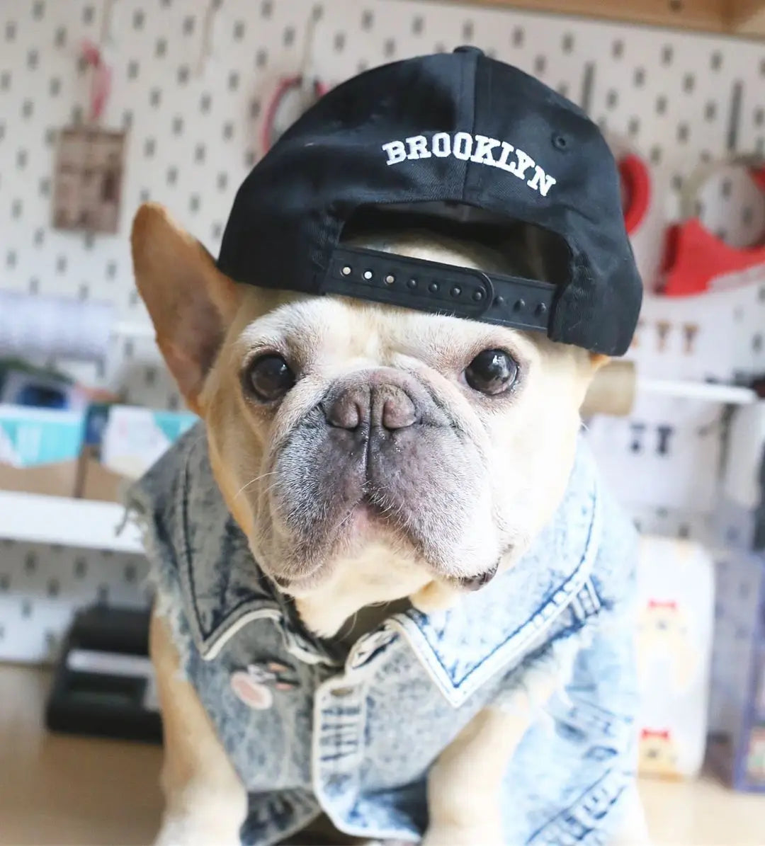 Denim Dog Jacket with Stylish Holes for All Seasons - Smarsty