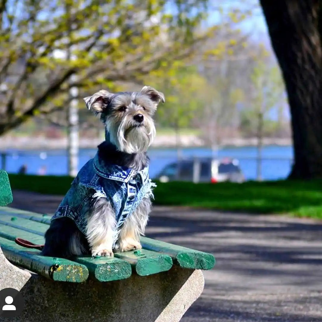 Denim Dog Jacket with Stylish Holes for All Seasons - Smarsty