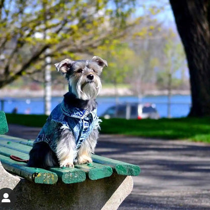 Denim Dog Jacket with Stylish Holes for All Seasons - Smarsty