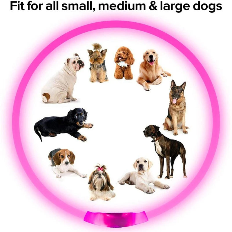 LED USB Dog Collar for Night Safety and Visibility - Smarsty