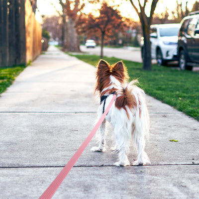 Durable Waterproof Dog Leash for Training and Walking - Smarsty